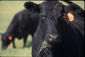 black calf